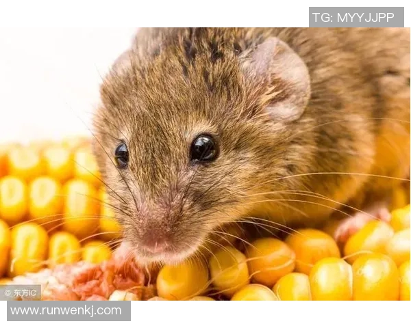 足球明星生肖鼠的身份揭秘与成就回顾